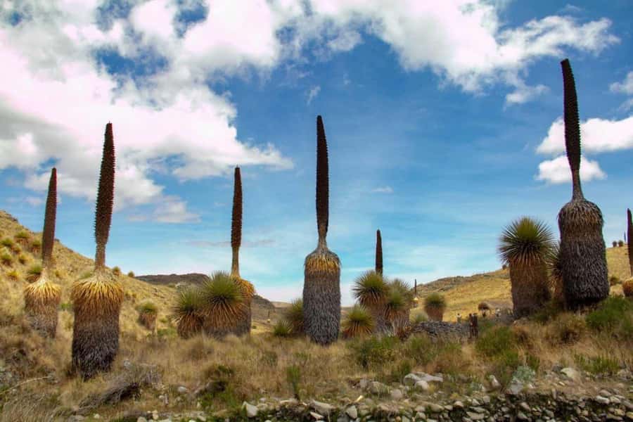 Huaraz-Excursion to the Pastoruri Snows and Puyas Raymondi - Pumapampa’s hot springs and the giant Puya Raimondi
