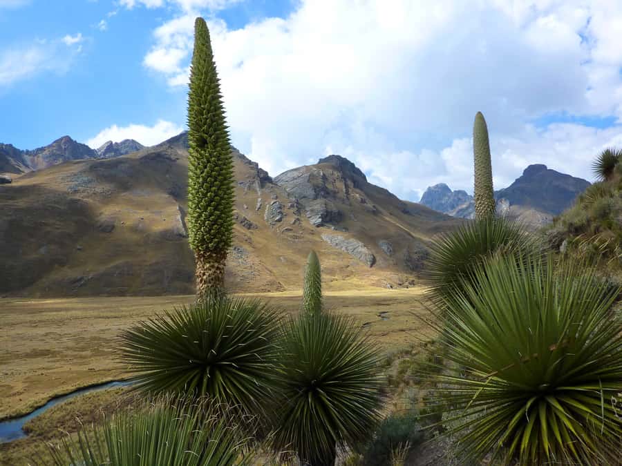 Huaraz: Pastoruri Glacier Day Trip - Lunch: Shared Restaurant or Private Mountain Meal