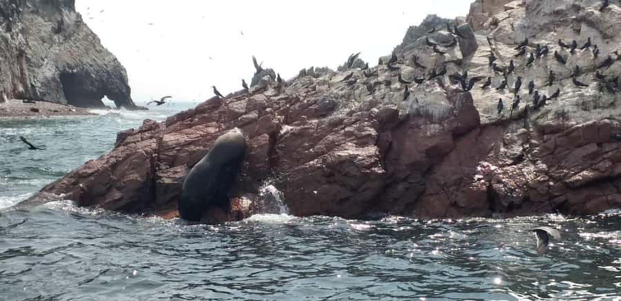 Ica: Ballestas Island & Paracas Reserve Private Tour - Key points at a glance