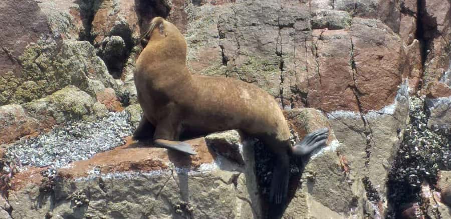 Ica: Ballestas Island & Paracas Reserve Private Tour - Who will get the most from this tour