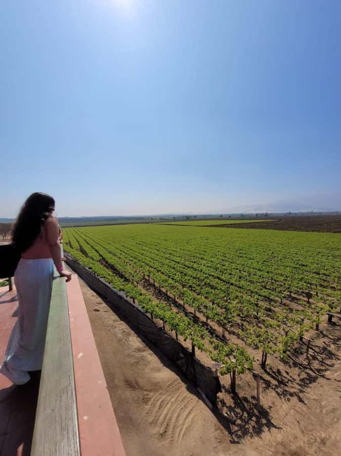 ICA: Pisco and Wine Route with tasting in 03 Wineries - Key points to know before booking