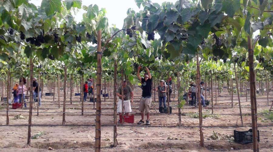 Ica: Tacama Winery and Pisco Tasting Tour with Hotel Pickup - What the $35 price really includes