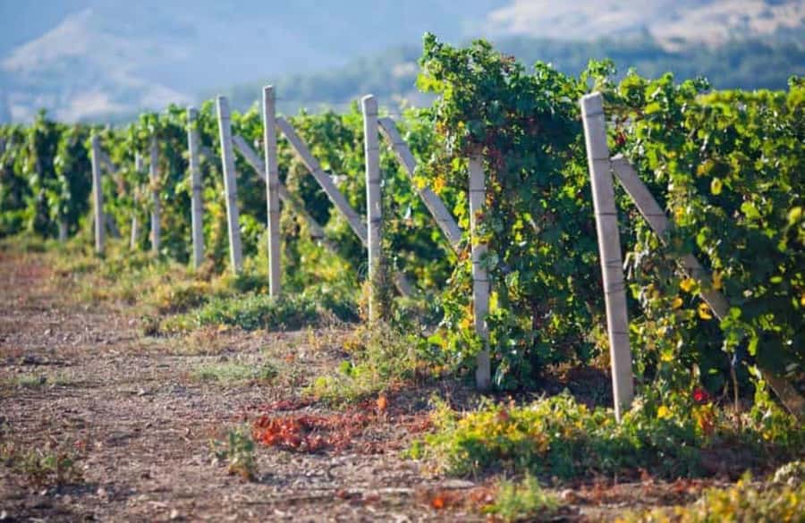 Ica: Winery Tour with Pisco and Wine Tasting - El Catador and the story behind the bottle