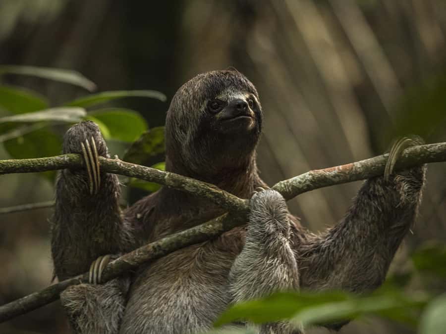 Iquitos: 2 Days and 1 Night Guided Amazon Jungle Tour - Fundo Pedrito and its collection of Amazon wildlife