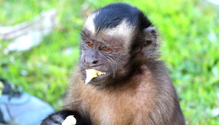 Iquitos: 3 Days and 2 Nights Guided Amazon Jungle Tour - Key Points