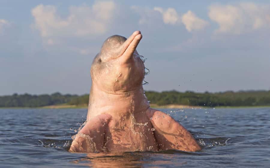 Iquitos: 3 Days and 2 Nights Guided Amazon Jungle Tour - Nightfall in the Jungle