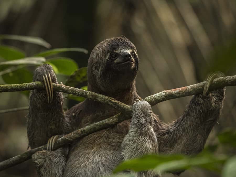 Iquitos: 3 Days and 2 Nights Guided Amazon Jungle Tour - Dawn Birds and the 26-Meter Mirador