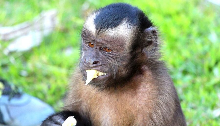 Iquitos: 3 Days and 2 Nights Guided Amazon Jungle Tour - Pink and Gray Dolphins on the Amazon