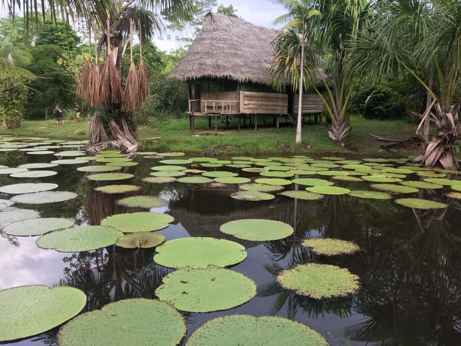 Iquitos: 3 Days and 2 Nights Guided Amazon Jungle Tour - Fundo Pedrito and Its Amazon Wildlife
