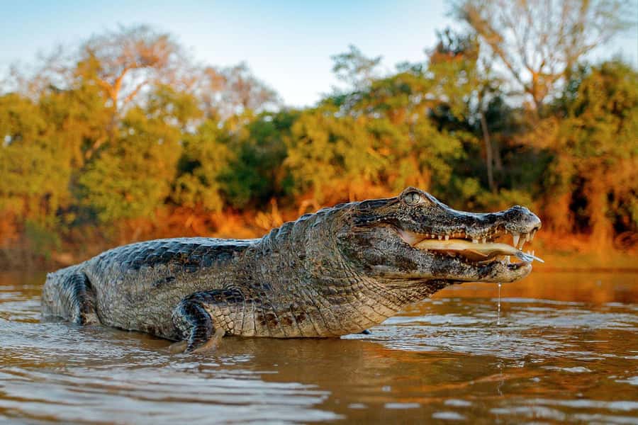 Iquitos: 5 Days inside the Rainforest | Amazon Jungle Tour - Key points to know before you go