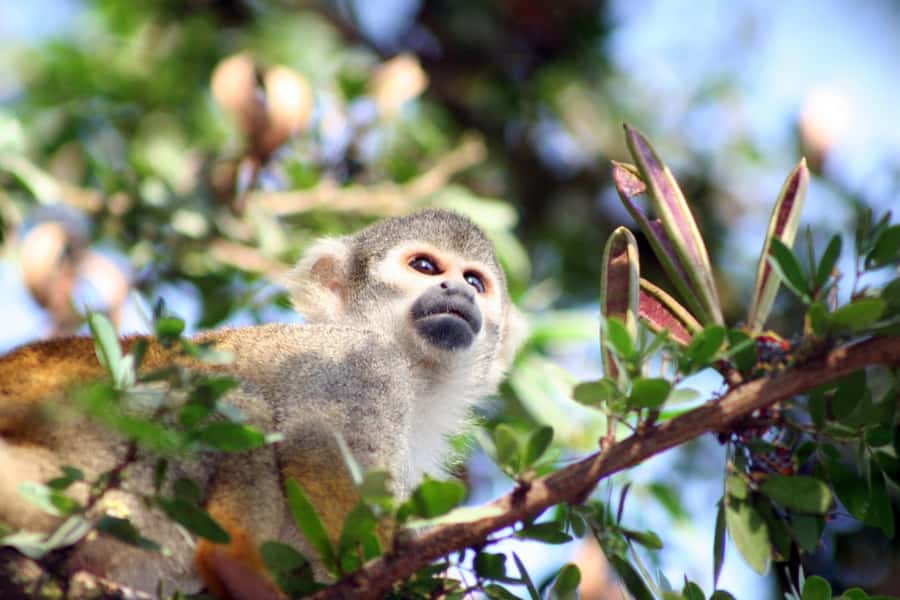 Iquitos: 5 Days inside the Rainforest | Amazon Jungle Tour - Sunrise, a wildlife rescue center, and piranha fishing