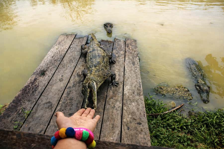 Iquitos: 6-Hour Wonderful Wildlife Guided Tour - Victoria amazonica and the wide Amazon view