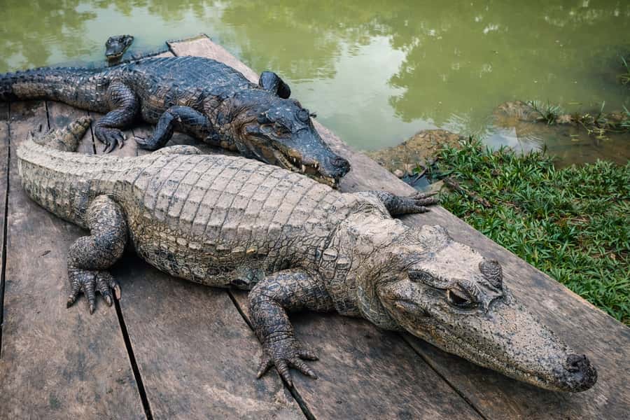 Iquitos: 6-Hour Wonderful Wildlife Guided Tour - The short walk to the giant Lupuna
