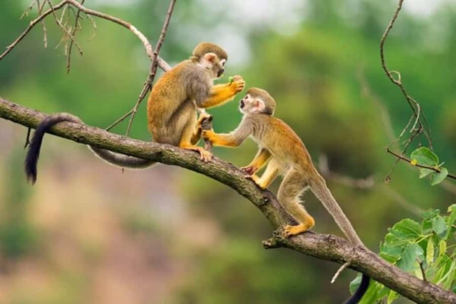 Iquitos: Amazon Jungle in 2 Days: Adventure and Expedition - Meeting the Yaguas and learning about blowguns