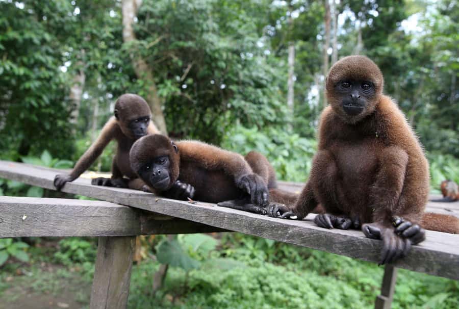 Iquitos : Full Day Excursion to Monkey Island - A visit with an indigenous community