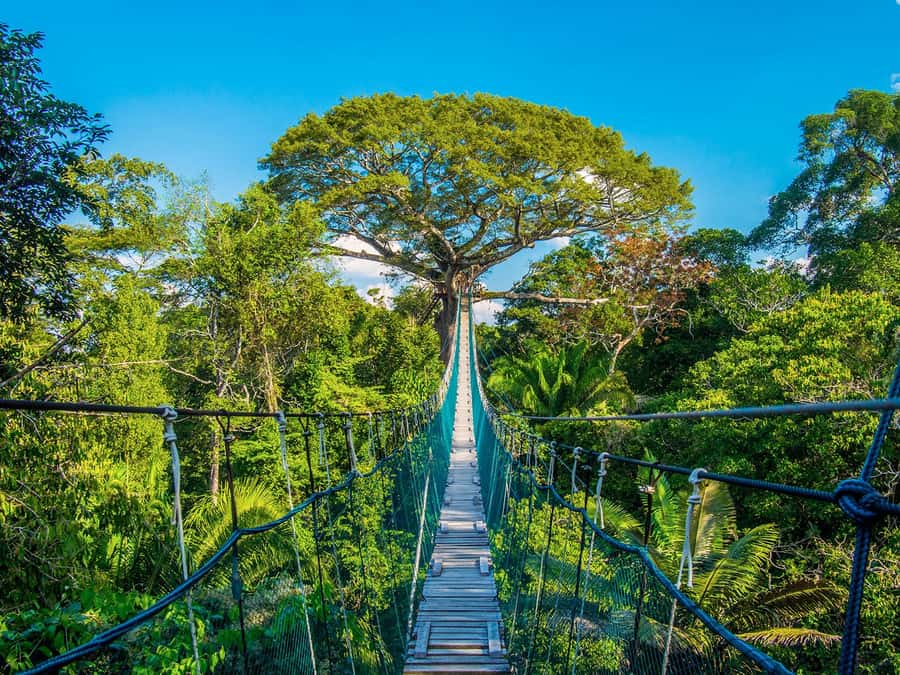 Iquitos: Full Day Tour in the Jungle | Amazon Safari - A full day on the Amazon for $89