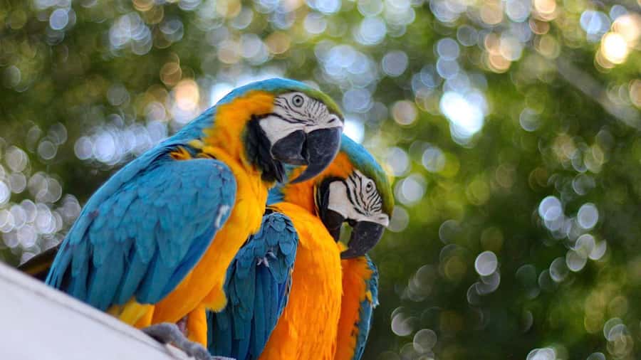 Iquitos: Full Day Tour in the Jungle | Amazon Safari - Lunch at the jungle lodge
