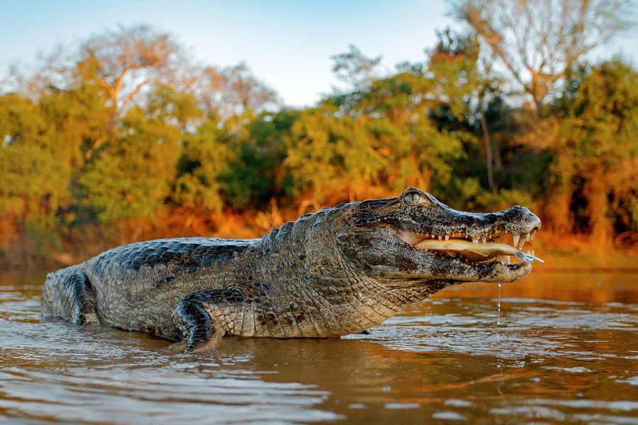 Iquitos: Full Day Tour in the Jungle | Amazon Safari - The Nanay and Amazon rivers meet