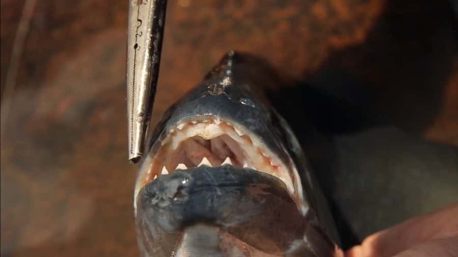 Iquitos: Piranha Fishing Experience in the Amazon jungle - A short fishing trip with real Amazon scenery