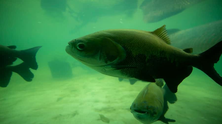 Iquitos: Piranha Fishing Experience in the Amazon jungle - The return ride keeps the day manageable