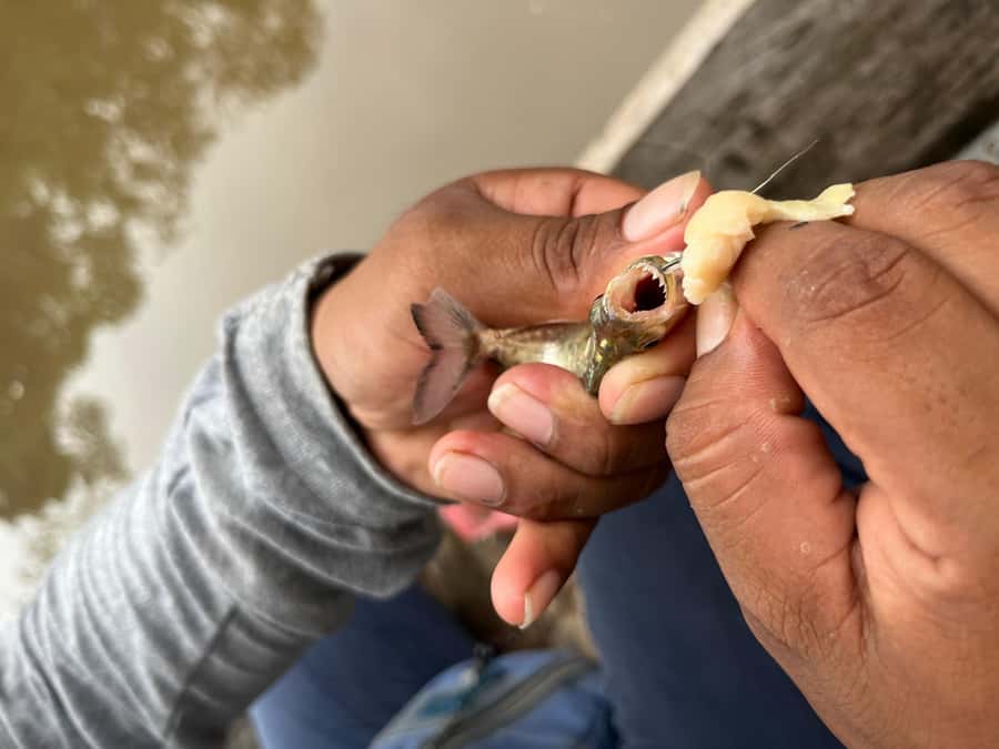 Iquitos: Piranha Fishing Experience in the Amazon jungle - How the $88 price works for different visitors