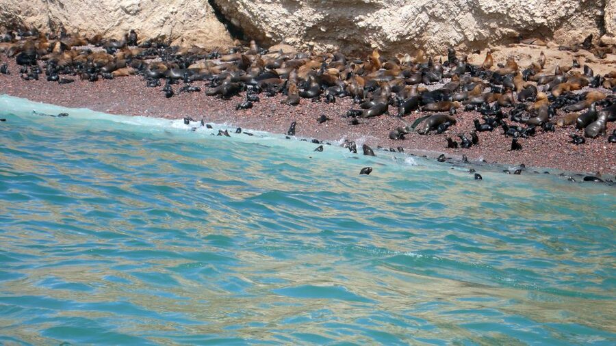 Lima: Ballestas & Huacachina Day Trip w/ Nazca Lines Flight - Booking details worth knowing
