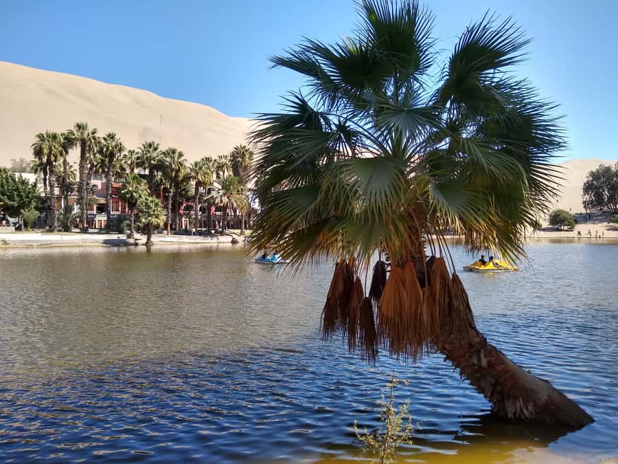 Lima: Ballestas Islands, Huacachina Oasis & Nazca Lines Tour - Who should book this day trip?