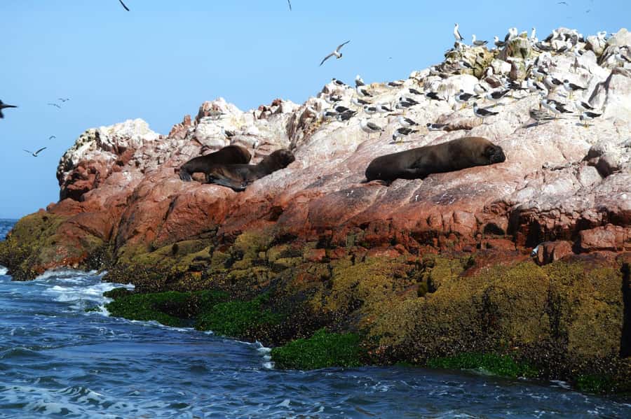 Lima: Ballestas Islands, Winery and Nazca Lines Private Tour - The road time and private-tour value