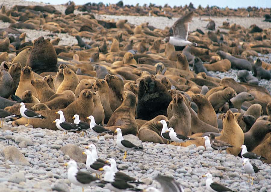 Lima: Ballestas Islands, Winery and Nazca Lines Private Tour - Ballestas Islands from the first boat