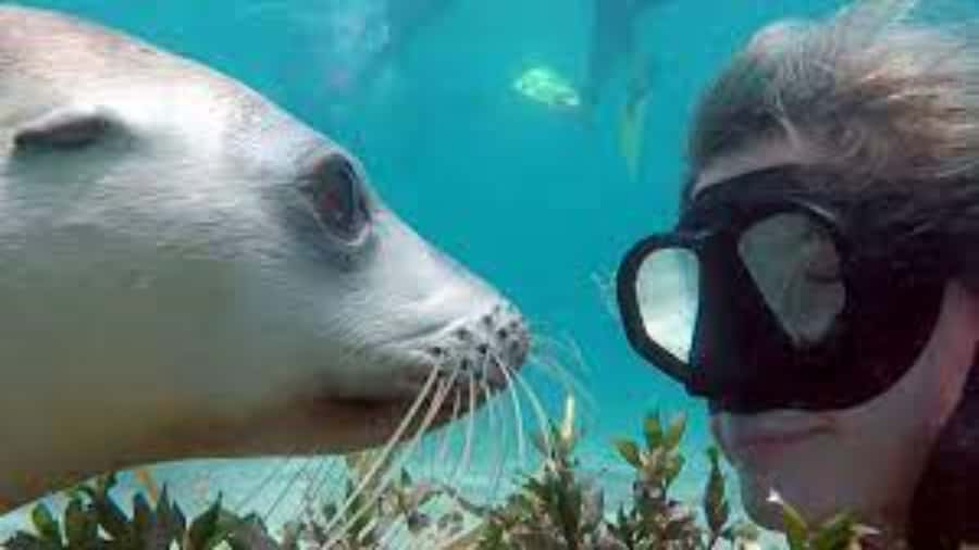 Lima | Islas Palomino Tour | Swim with Sea Lions - Key Points Before You Book