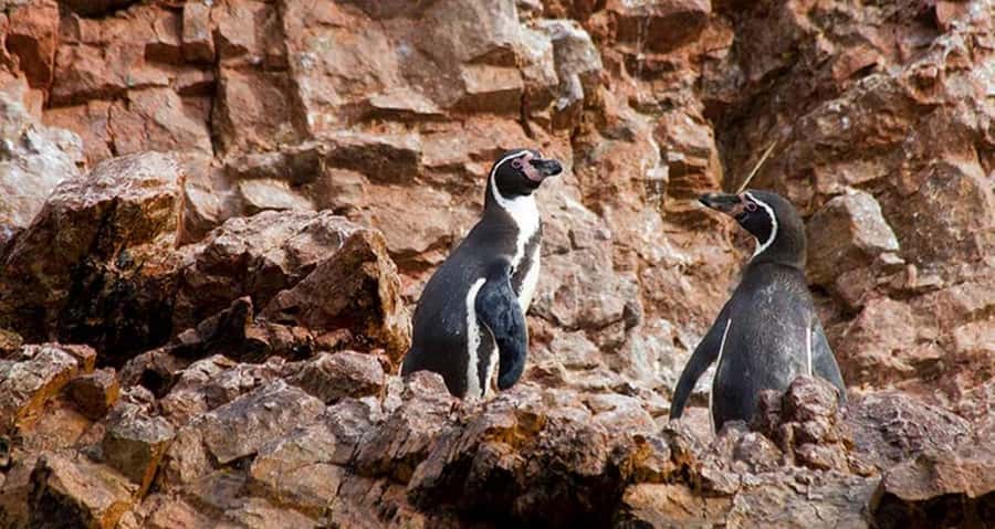 Lima | Islas Palomino Tour | Swim with Sea Lions - Should You Book the Palomino Islands Tour?