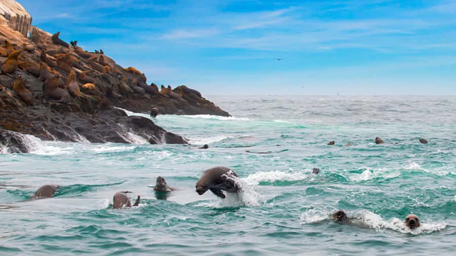 Lima | Islas Palomino Tour | Swim with Sea Lions - Why the Sea Lion Swim Is Worth the Trip