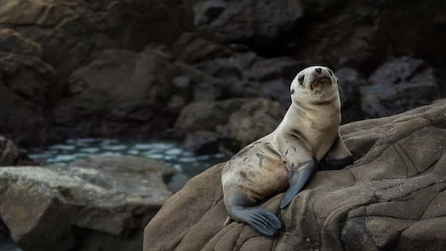 Lima | Islas Palomino Tour | Swim with Sea Lions - The Return Along Cliffs and Islets