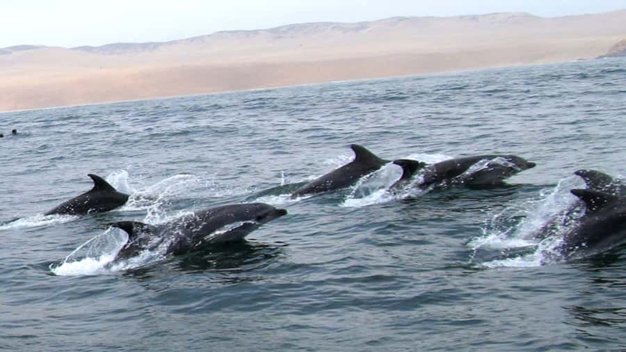 Lima | Islas Palomino Tour | Swim with Sea Lions - Is $79 a Fair Price?