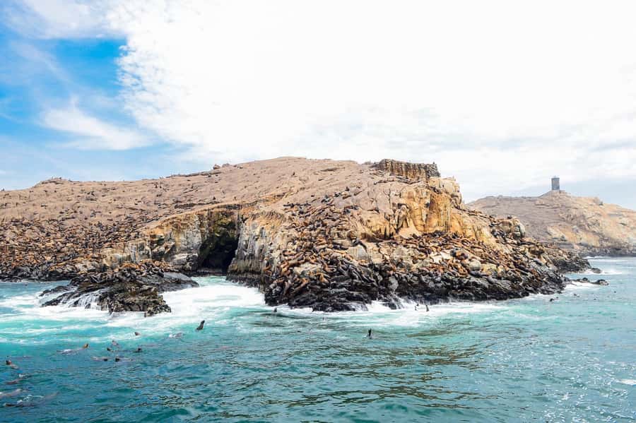 Lima | Islas Palomino Tour | Swim with Sea Lions - Timing, Weather, and Comfort
