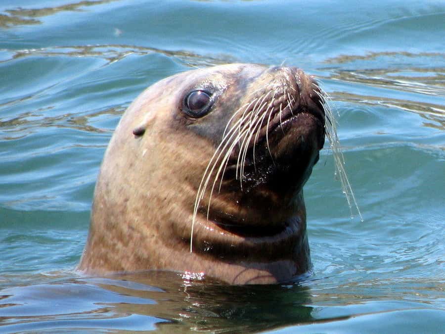 Lima | Islas Palomino Tour | Swim with Sea Lions - Who Will Enjoy This Trip Most?