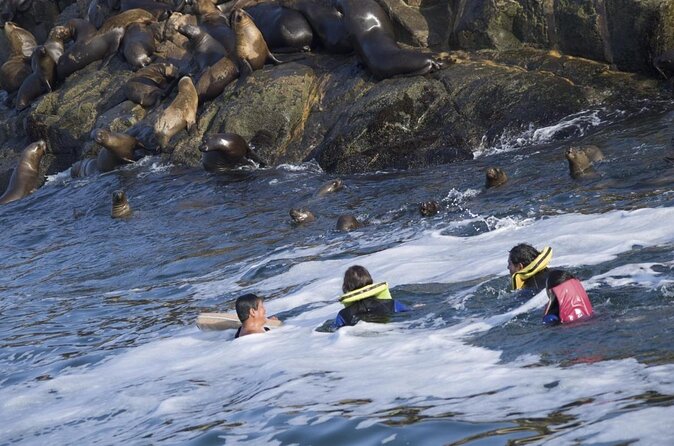 Lima: Palomino Islands Excursion & Swimming with Sea Lions with Hotel Transfers - Key points to know before you book