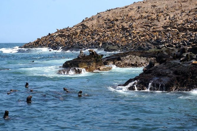 Lima: Palomino Islands Excursion & Swimming with Sea Lions with Hotel Transfers - Meeting the sea lions at Palomino