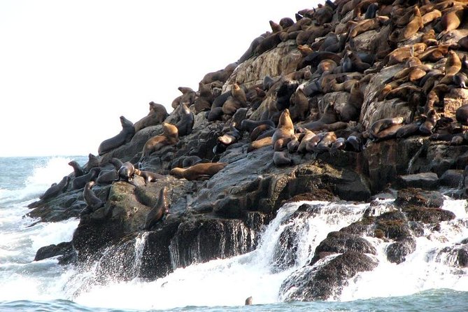Lima: Palomino Islands Excursion & Swimming with Sea Lions with Hotel Transfers - What swimming near wild sea lions feels like