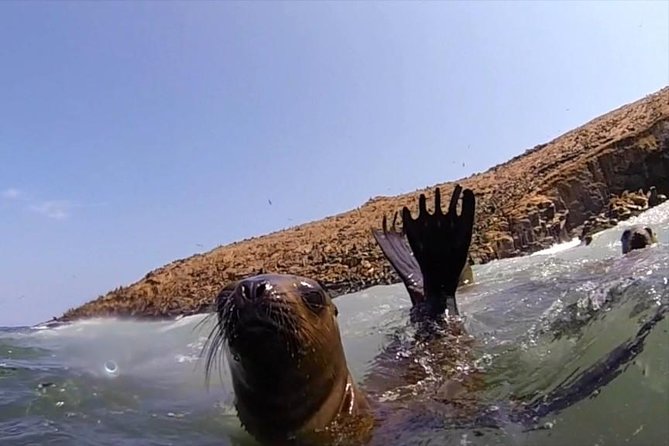 Lima: Palomino Islands Excursion & Swimming with Sea Lions with Hotel Transfers - Is $125 a fair price?