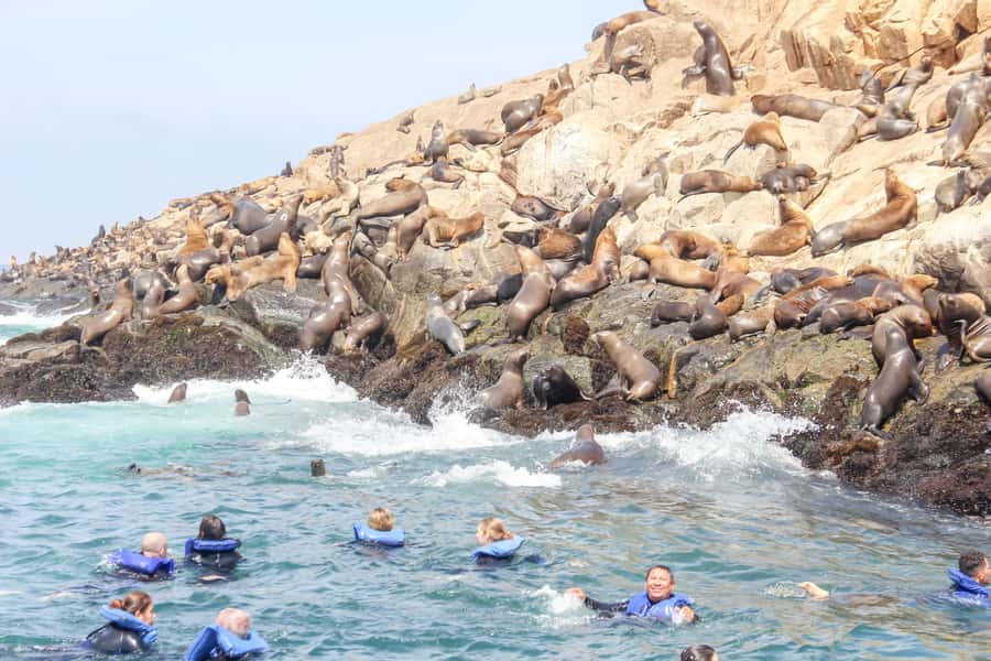 Lima: Palomino Islands Speedboat Tour & Swim with Sea Lions - Why this Lima boat trip feels different