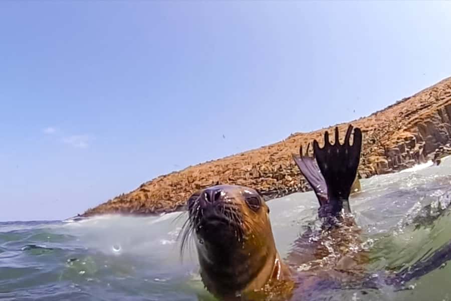 Lima: Palomino Islands Speedboat Tour & Swim with Sea Lions - Boarding the speedboat at Callao