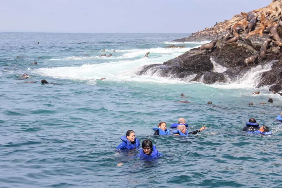 Lima: Palomino Islands Speedboat Tour & Swim with Sea Lions - Watching penguins and Pacific seabirds