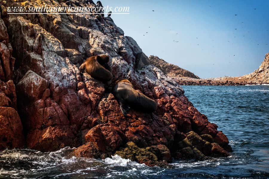Lima: Paracas & Huacachina Oasis Day Trip with Wine & Dunes - Guides, group organization, and language