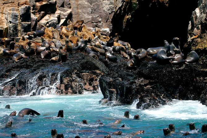 Lima Peru Sea Lions, History and Palomino Callao Islands - Key things to know before booking