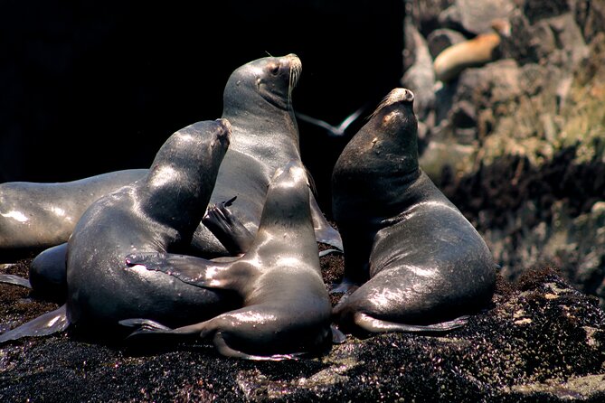 Lima Peru Sea Lions, History and Palomino Callao Islands - From La Punta to Peru’s island wildlife