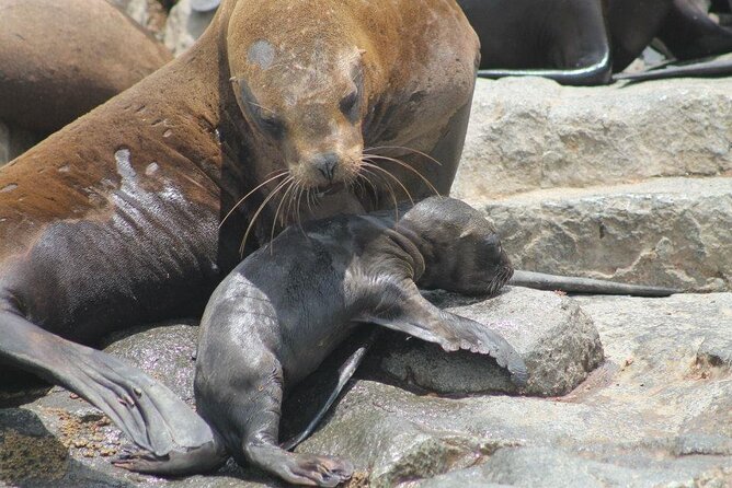 Lima Peru Sea Lions, History and Palomino Callao Islands - What the $72 price includes