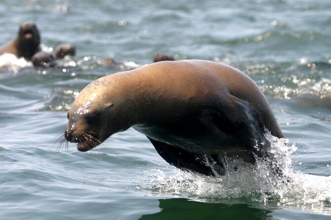Lima Peru Sea Lions, History and Palomino Callao Islands - Who should book this Callao outing