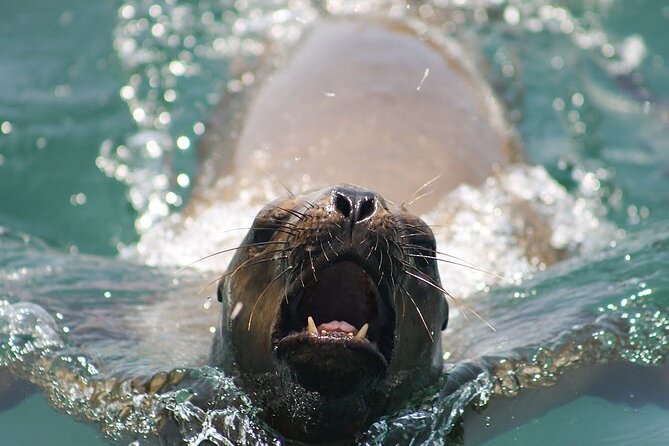 Lima Peru Sea Lions, History and Palomino Callao Islands - San Lorenzo and Frontón, islands with a past
