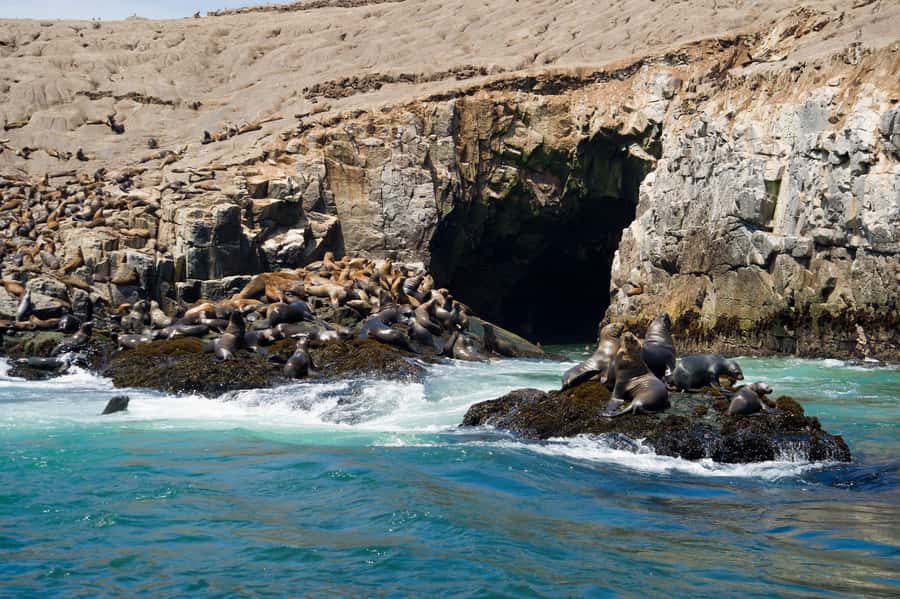 Lima: Sea Lion Swim and Wildlife Palomino Islands Cruise - Why the Palomino Islands make a memorable Lima outing